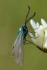 Adscita sp.